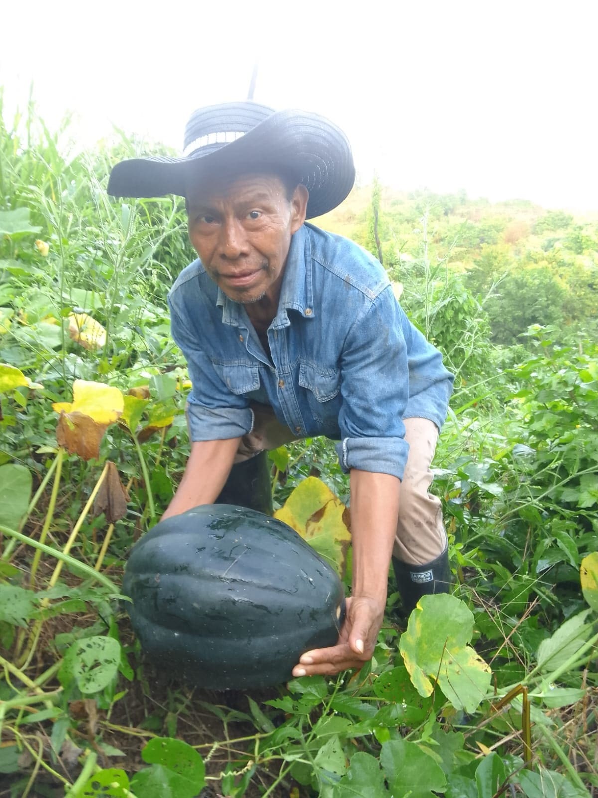 El tamaño de la variedad de ahuyama sembrada y el sabor, no tienen acogida entre comercializadores y consumidores. ¿Qué encartada!. //CORTESÍA.