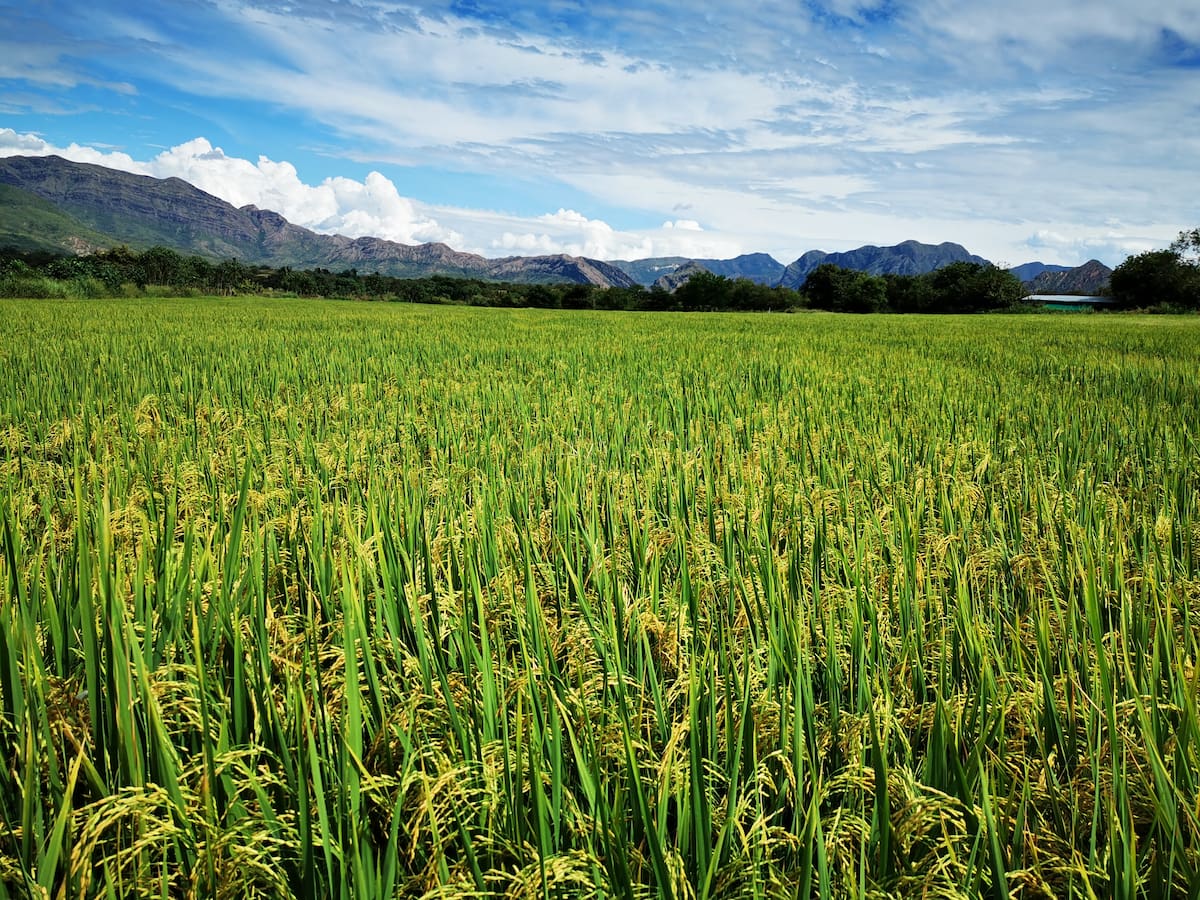 Meta, Casanere, Huila y Tolima concentran buena parte de la producción arrocera del país. // CORTESÍA - FEDEARROZ.