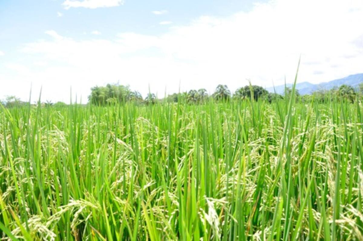 Los arroceros colombianos avanzan en una estrategia para disminuir costos y aumentar rendimientos en sus cultivos de arroz y ser competitivos en los mercados internacionales. // CORTESÍA - FEDEARROZ