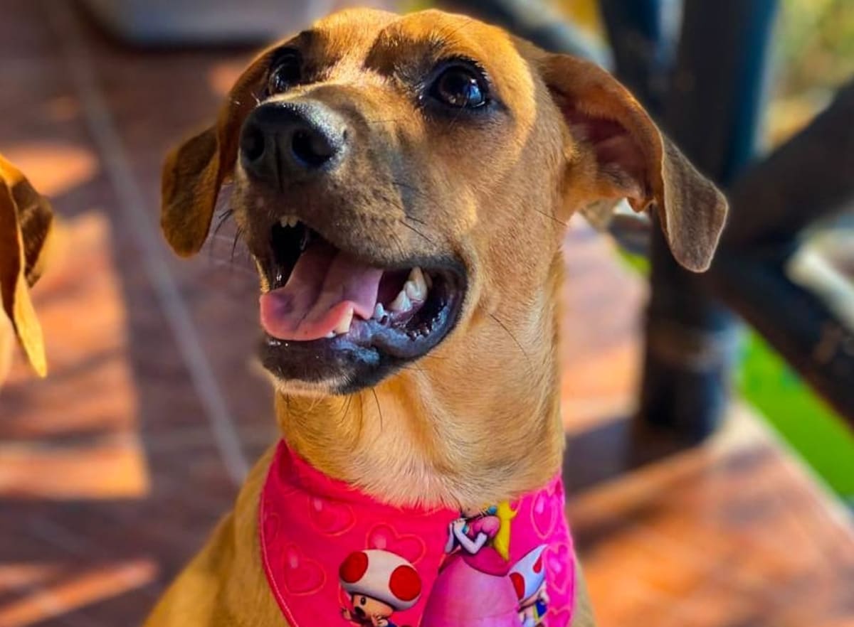 Retiran comida para perros por alerta de contaminación con plástico. // Foto: Suministrada/ VANGUARDIA.