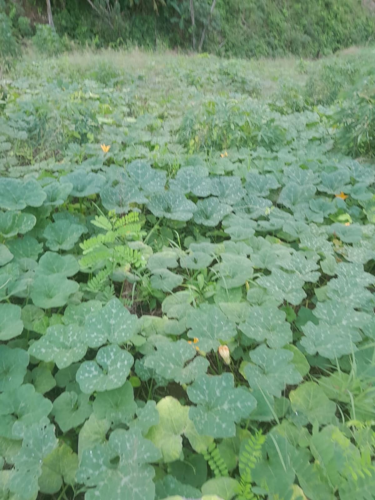 Cultivo de ahuyama en Montes de María. //Cortesía