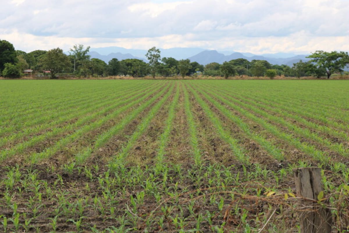 La industria baja precio del arroz pagado al productor; rechazo de Fedearroz