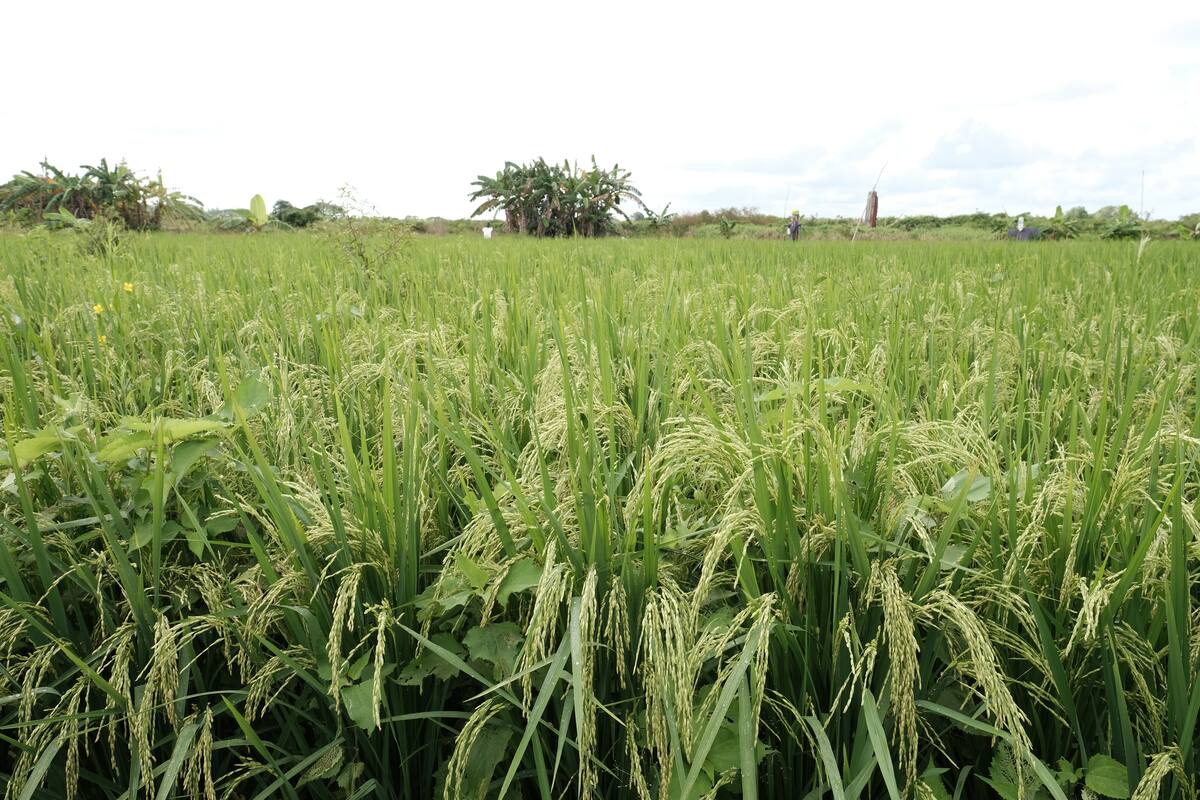 Las apuestas para fortalecer el cultivo de arroz en Cartagena