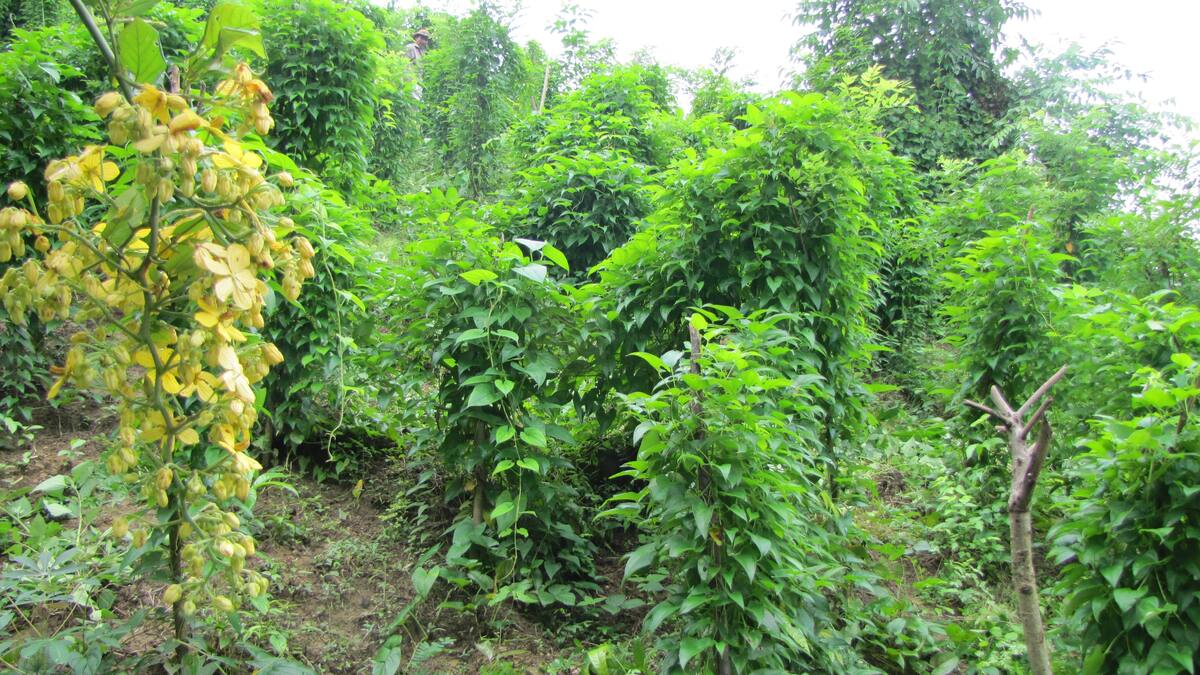 Cultivo de ñame en área rural de San Cayetano, jurisdicción de San Juan Nepomuceno, Montes de María, en Bolívar. // HFA - EU.