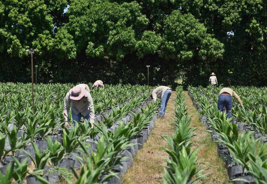 Esto le costará a los palmicultores la renovación de 141 mil hectáreas de palma