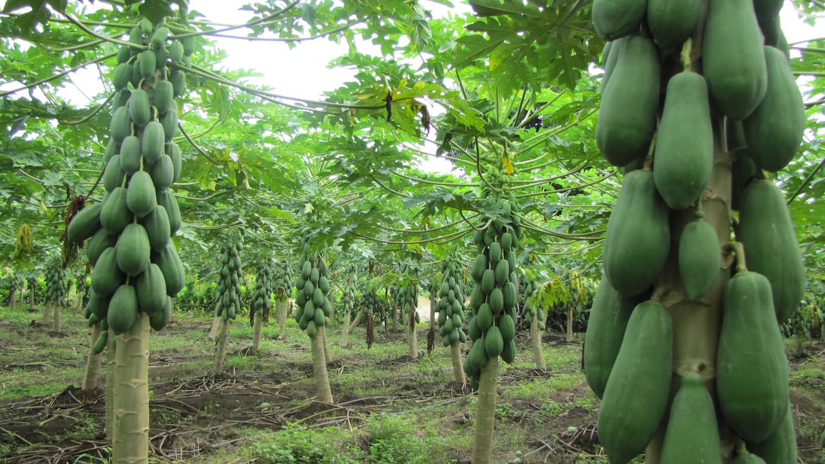 La papaya es una de las frutas que aplica para los planes de Asohofrucol en el departamento. //HFA - EU.