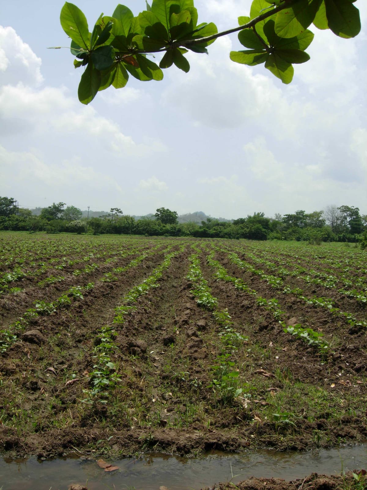 La redistribución de la tierra, otro de los temas de debate en la II Conferencia Internacional Reforma Agraria y Desarrollo Rural, en Cartagena, en frebrero de 2026. //HFA - EU.