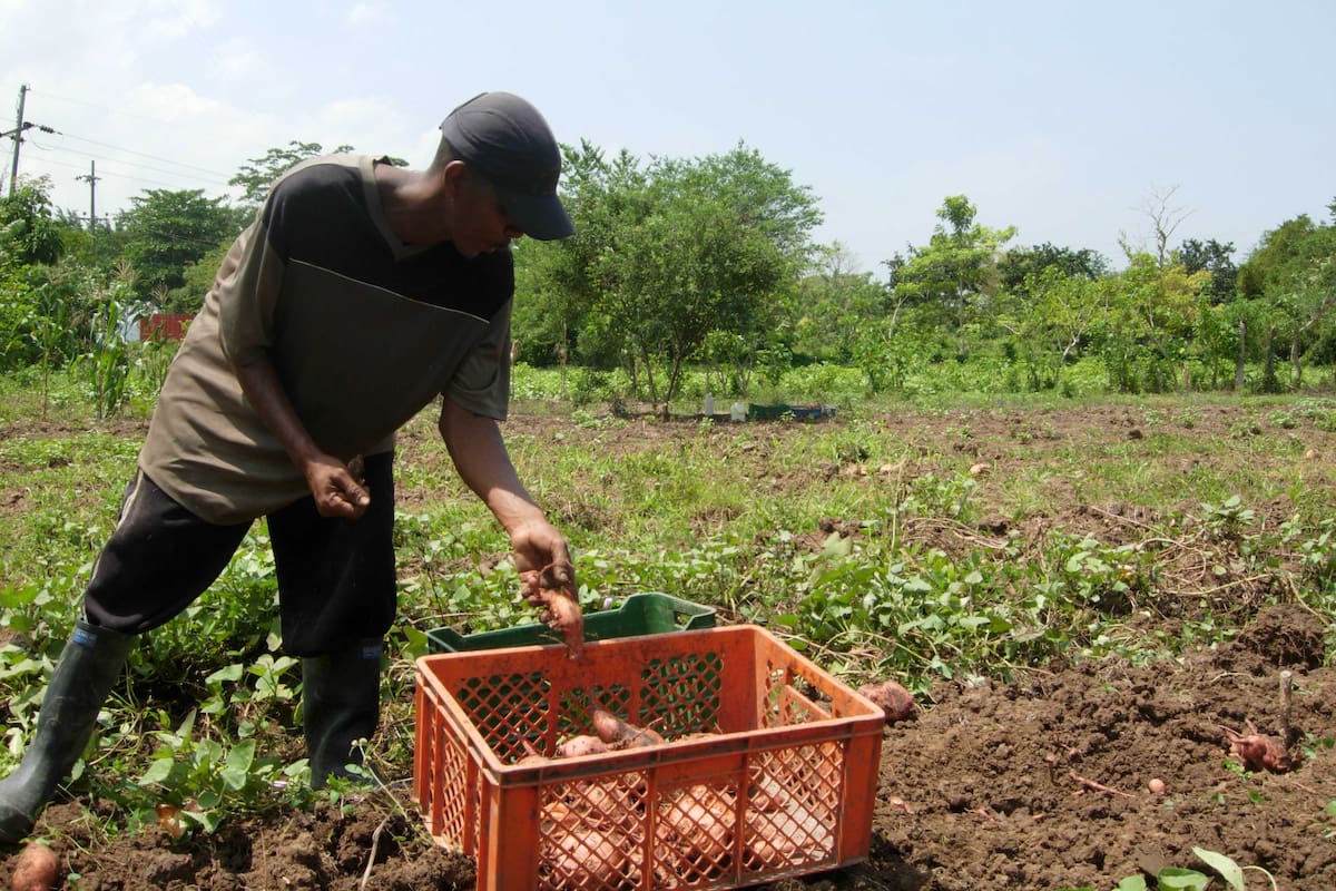 El mundo debatirá en Cartagena la reforma agraria y acceso a alimentos