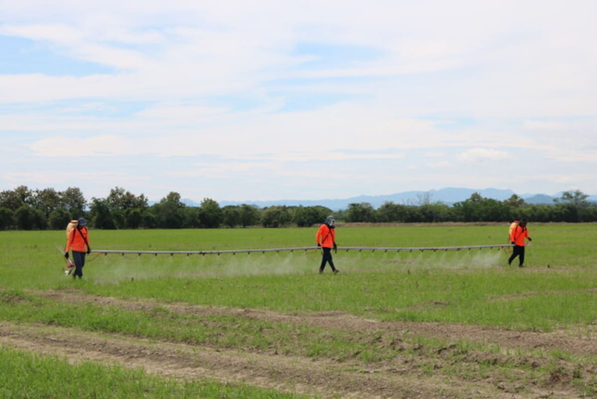 La mayor parte de la producción de arroz del país está en Los Llanos (Meta y Casanare), Tolima y Huila. // Colprensa