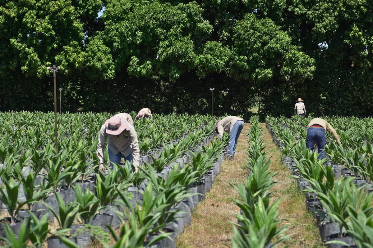 Cerca del 20% de las áreas cultivadas de palma han sido renovadas con híbridos más resistentes a la Pudrición del Cogollo (PC). // Foto Cortesía Fedepalma