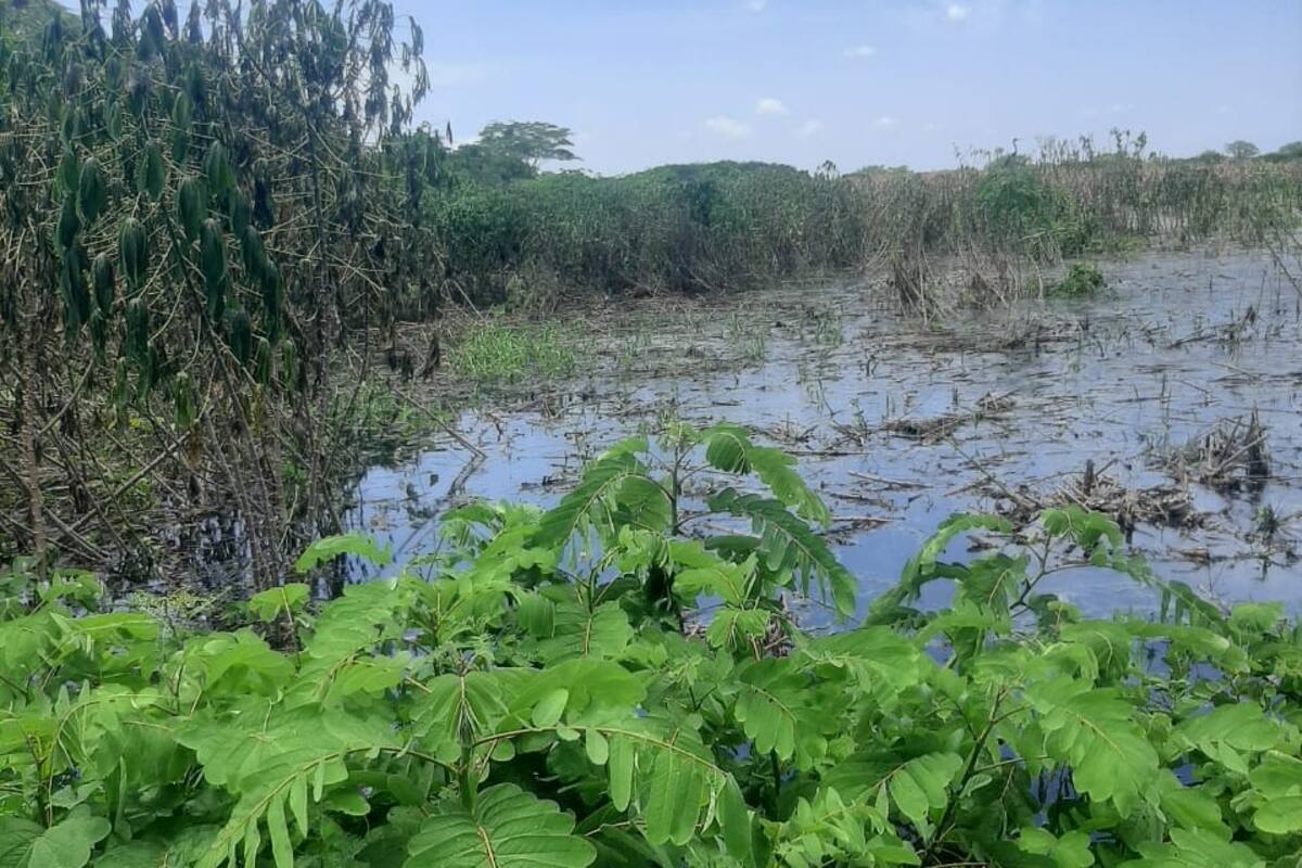 Campesinos de San Cristóbal, preocupados por inundaciones de cultivos