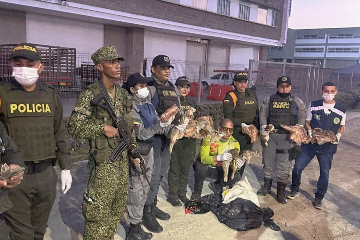 Hallan extraña carne dentro de un bus en Cartagena