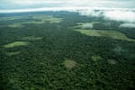 Revocan resolución que protegía la Amazonía como reserva definitiva