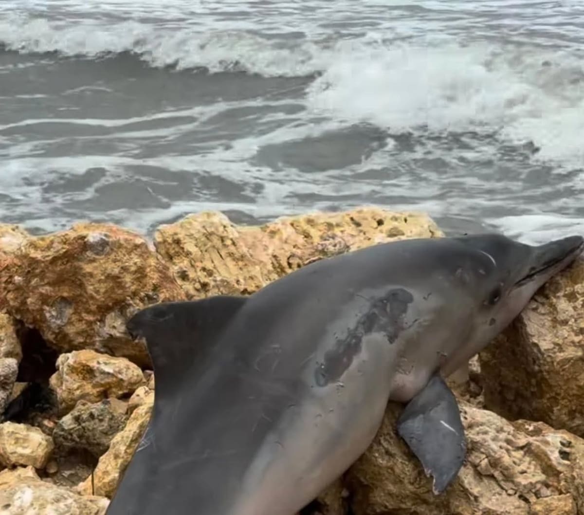 Delfín muere arrastrado tras fuerte oleaje y lluvias en Cartagena. // Foto: captura de pantalla