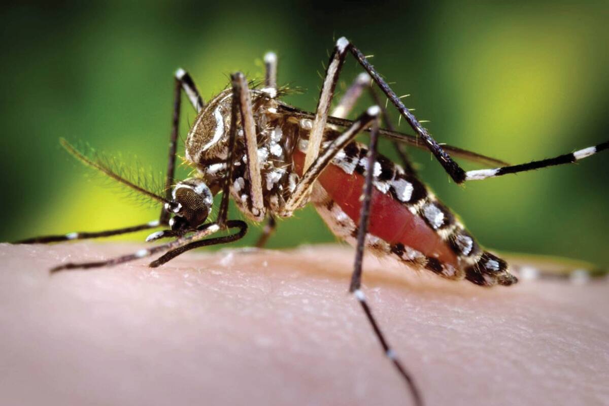 Colombia registra más de 106 mil casos de dengue en 2025