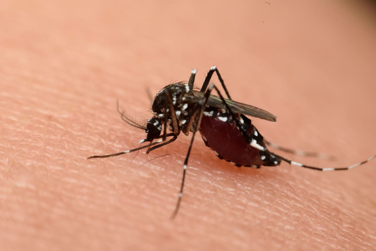 Expertos hablaron en Cartagena sobre el dengue: estas son sus principales alertas