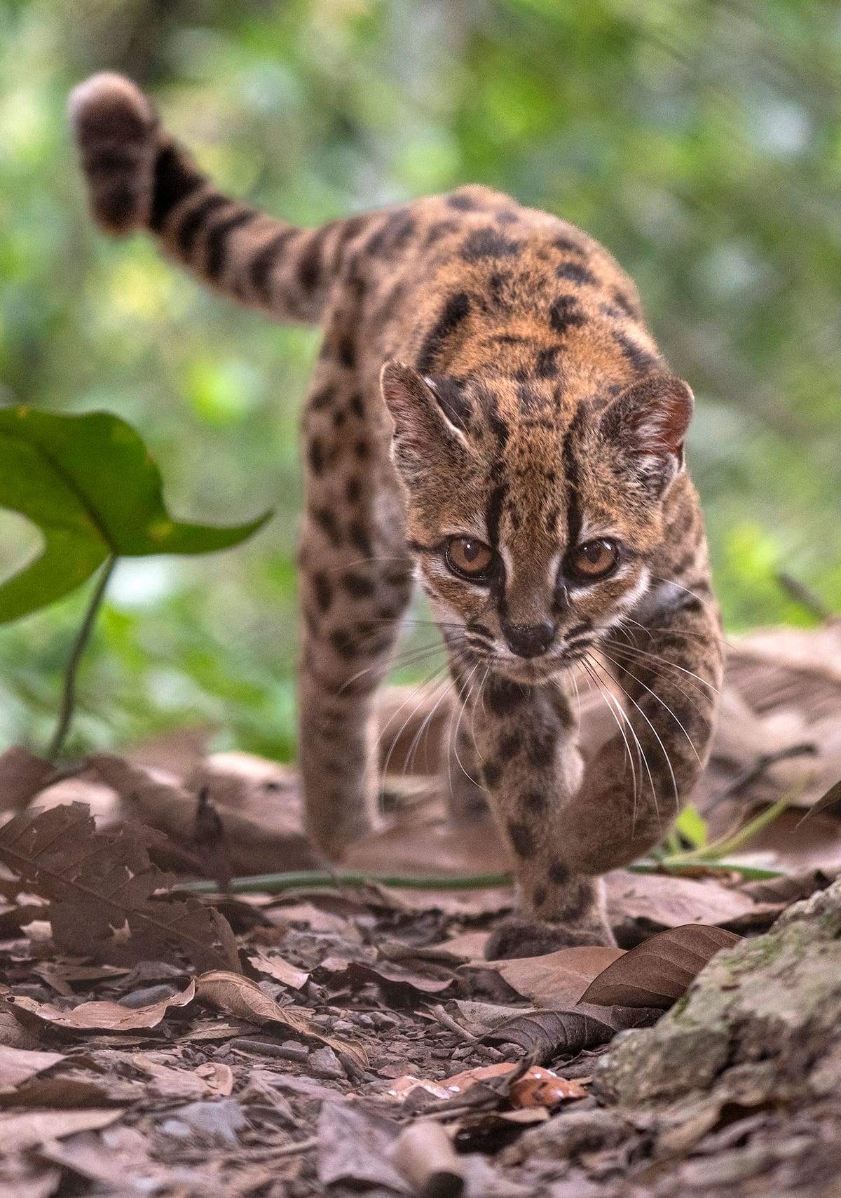 Gato tilcayo, la nueva especie de felino identificada en Bolivia. // Foto: EFE/ Fernando Faciole/National Geogrpahic