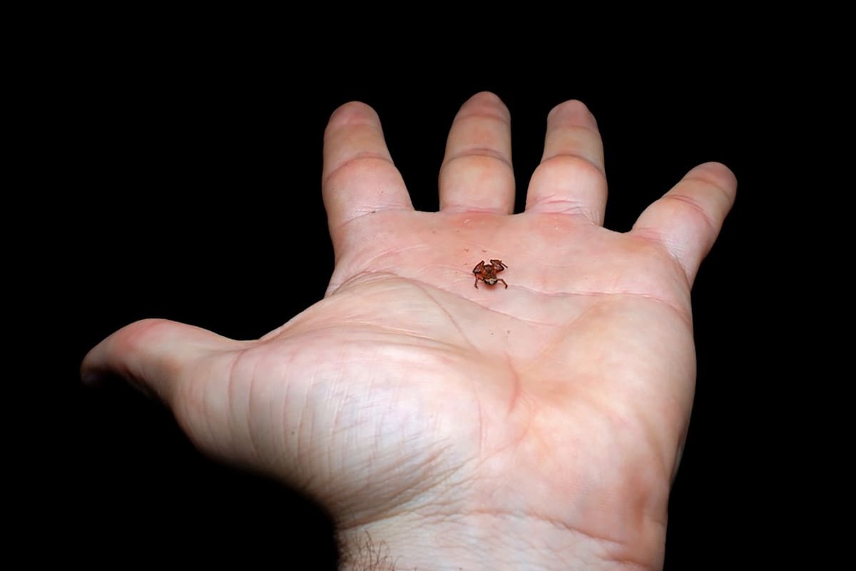 Descubren en Brasil al segundo vertebrado más pequeño del mundo