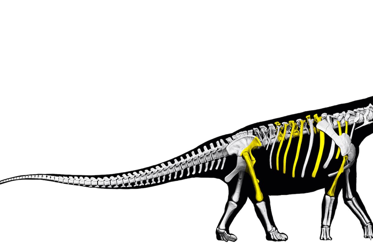 Descubren nueva especie de dinosaurio: el más grande del sudeste asiático