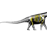 Descubren nueva especie de dinosaurio: el más grande del sudeste asiático