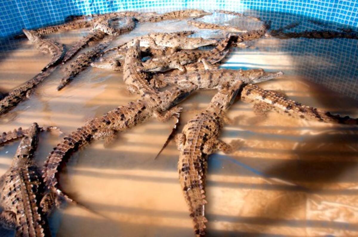 Liberación de caimanes en La Guajira COLPRENSA
