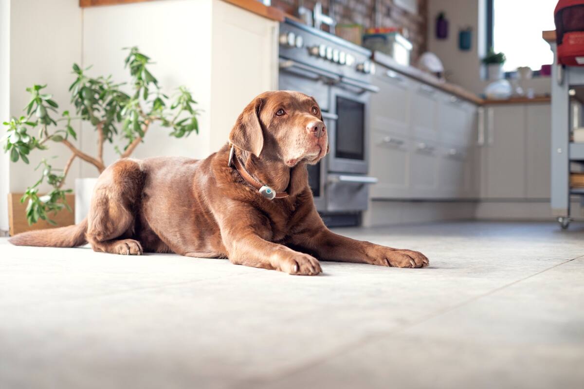 Como si fueran muebles: avanza ley que prohibirá el embargo de perros y gatos