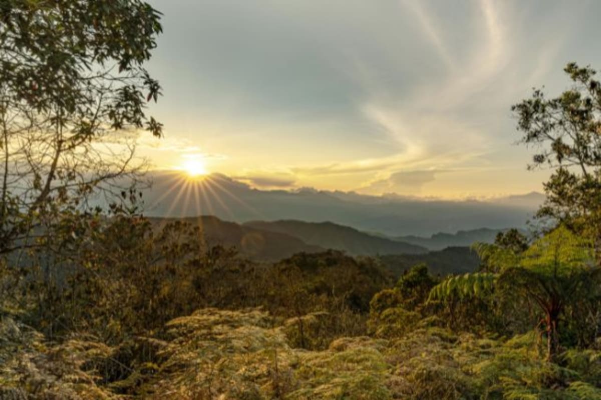 Colombia celebra hoy el Día Cívico de la Paz con la Naturaleza: ¿de qué trata?