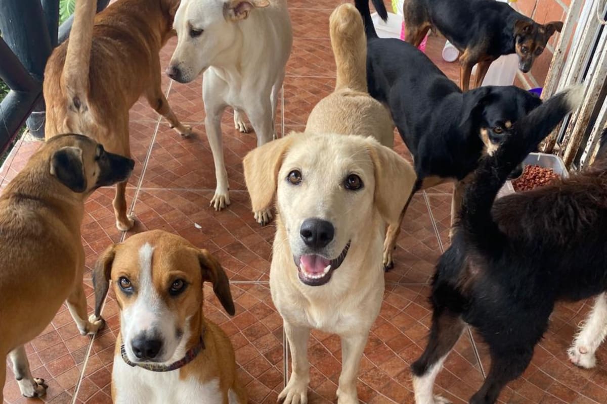 La cinofobia es un miedo persistente e irracional a los perros. Se trata de una de las fobias más comunes.