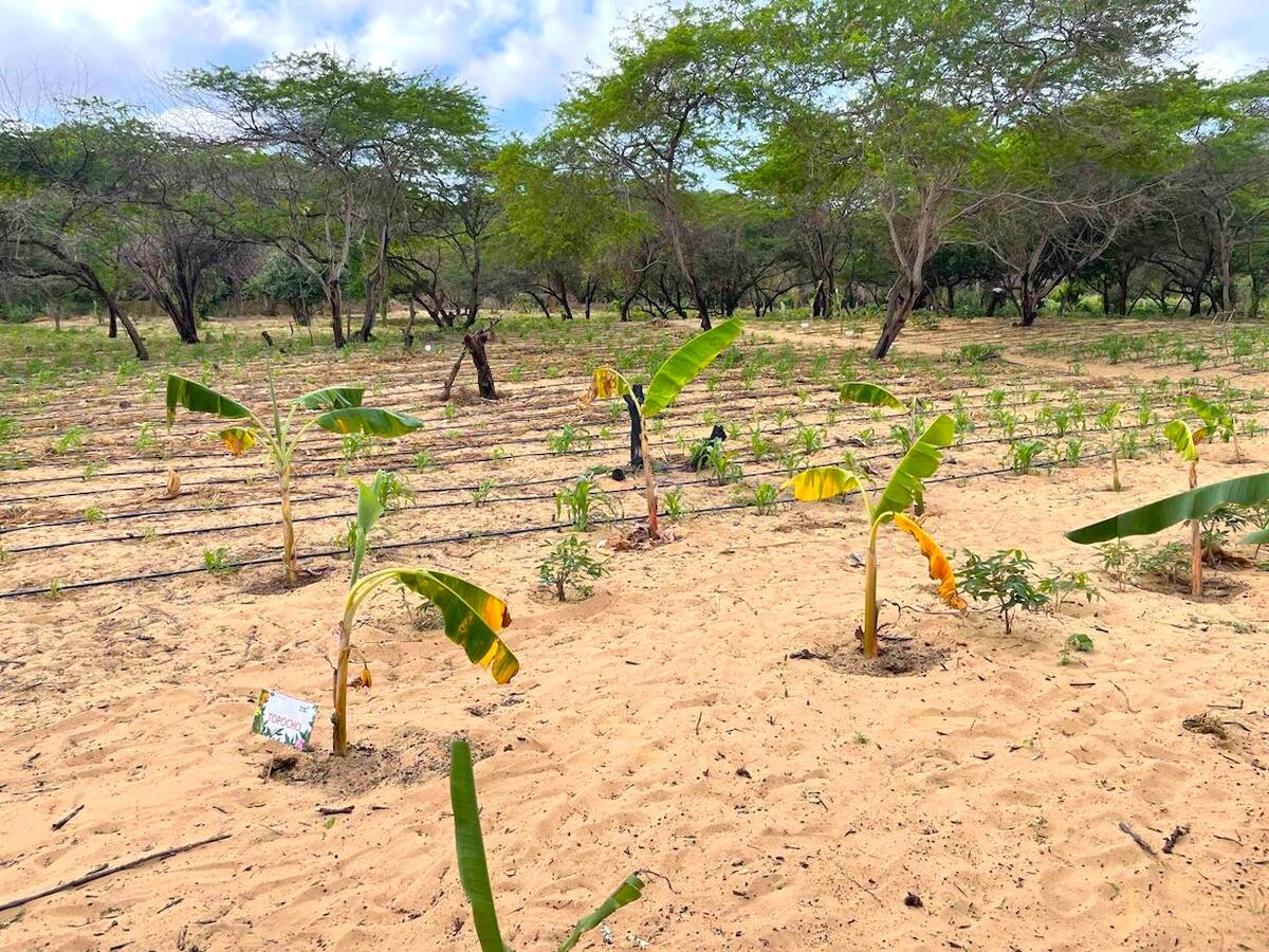 Con el proyecto "Recuperar para Conservar, Nutrir y Producir”, que llevan a cabo en la Alta Guajira, la Fundación Alpina y Fondo Acción benefician a más de 55 familias de 3 comunidades del municipio de Uribia y Parque Nacional Macuira.//Cortesía.
