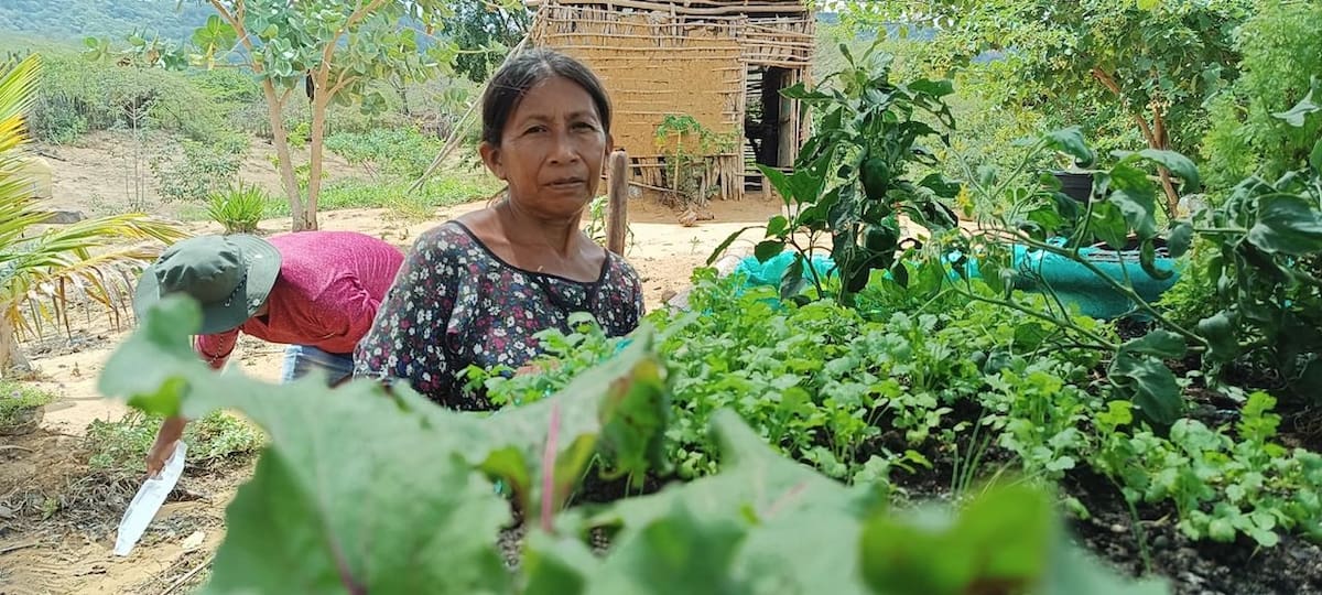 "Recuperar para Conservar, Nutrir y Producir”, es el proyecto que llevan a cabo en la Alta Guajira la Fundación Alpina y Fondo Acción que benefician a familias de 3 comunidades del municipio de Uribia y Parque Nacional Macuira.//Cortesía.