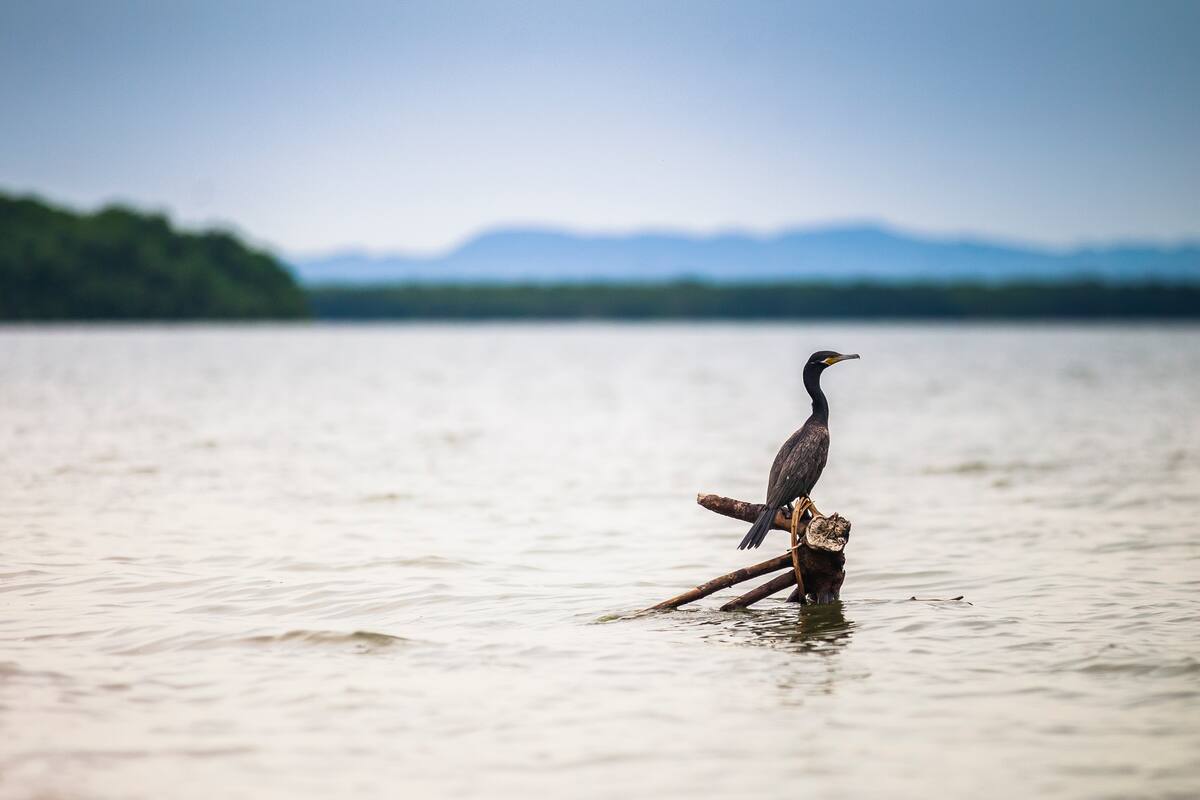 El avistamiento de aves es una da las actividades que ofrece Barú a los visitantes.