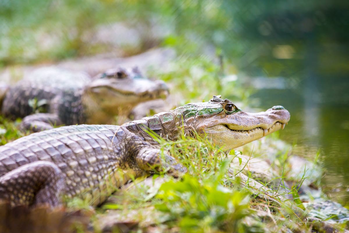Especies del Vivarium del Caribe.