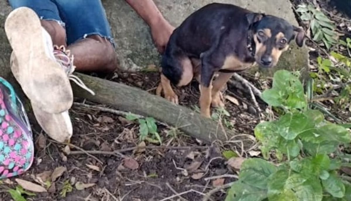 A "Cecilia" siempre la vieron casi inmóvil junto a los cuerpos de sus dueños.