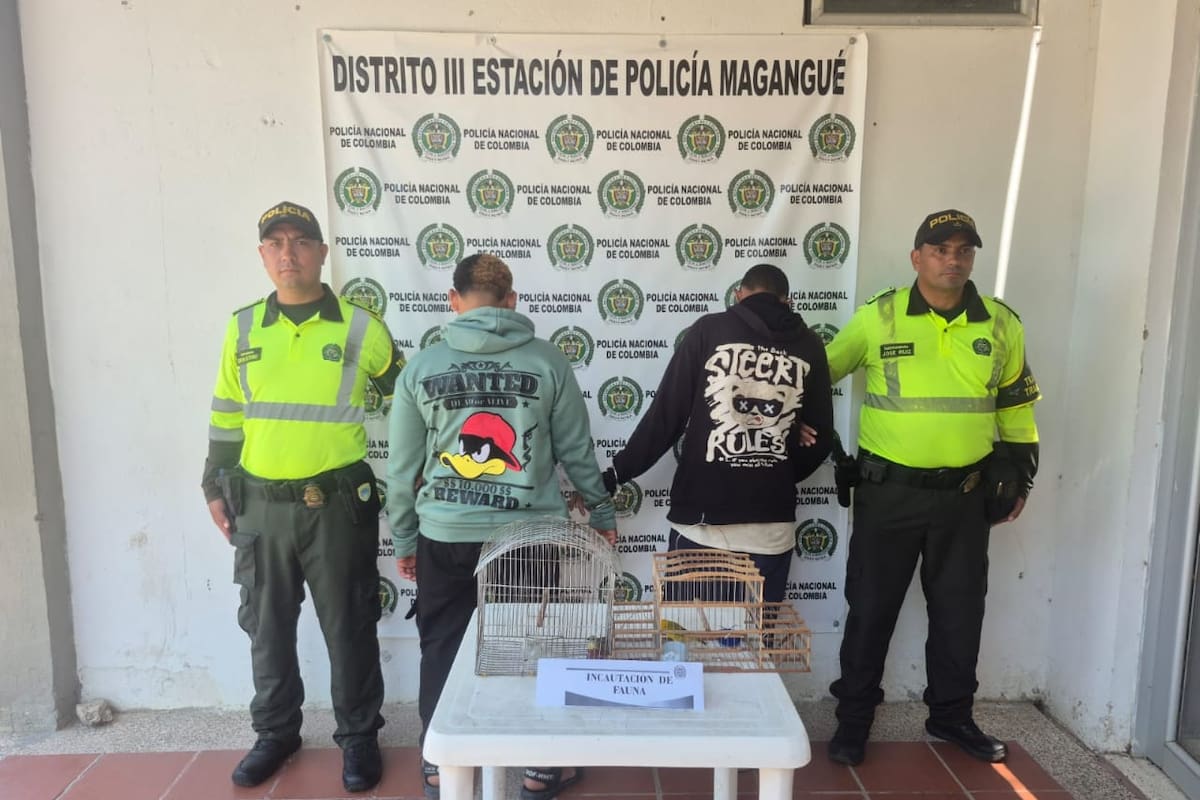 Capturados en Bolívar por transportar canarios enjaulados sin permisos ambientales