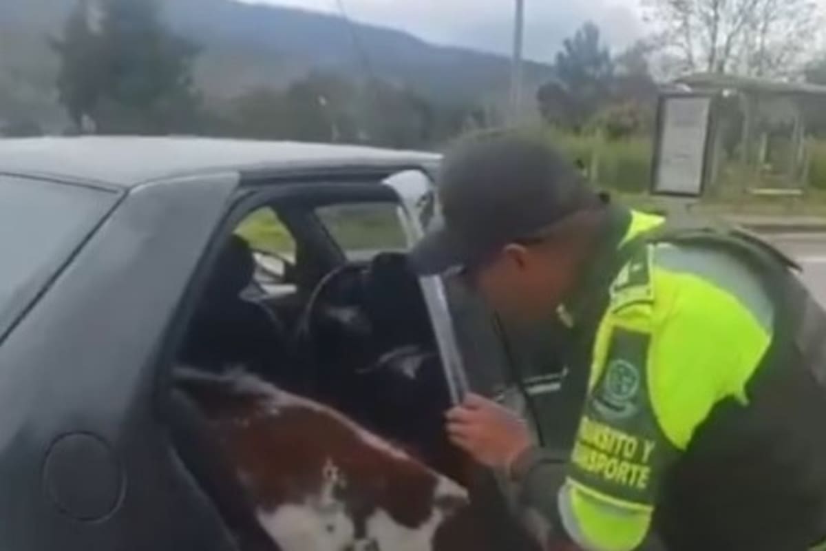 ¡En Video insólito operativo! Como si fueran pasajeros: así llevaban 2 terneros en un carro