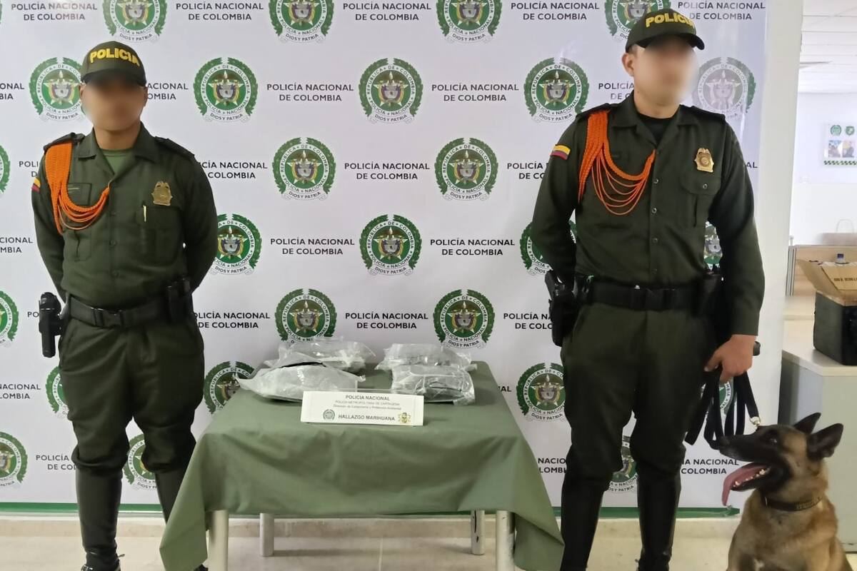 ‘Killer’, el canino que detectó droga camuflada en una empresa de mensajería en Cartagena