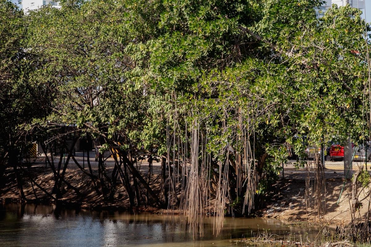 Educación ambiental en Cartagena: así avanza la nueva política
