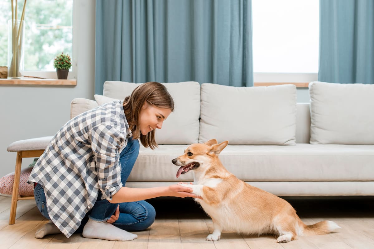 EE.UU. lanza una píldora que promete alargar la vida de los perros