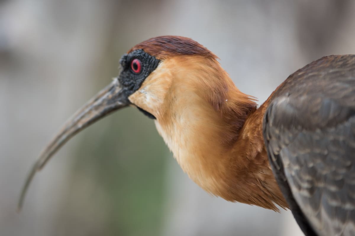 El Aviario Nacional reúne más de 2.000 ejemplares de unas 200 especies. // Foto: cortesía - Aviario Nacional de Colombia