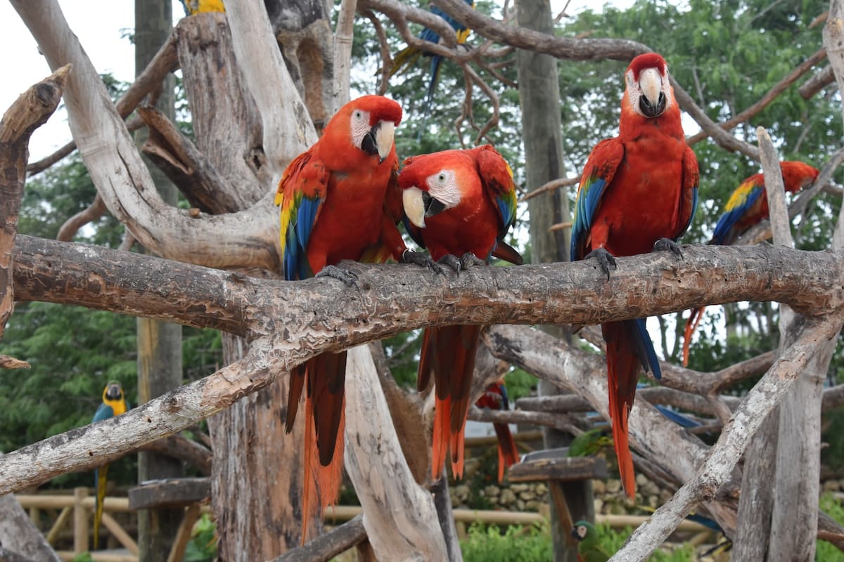 El Aviario Nacional de Colombia celebrará su décimo aniversario este domingo 4 de octubre. // Foto: cortesía - Aviario Nacional de Colombia