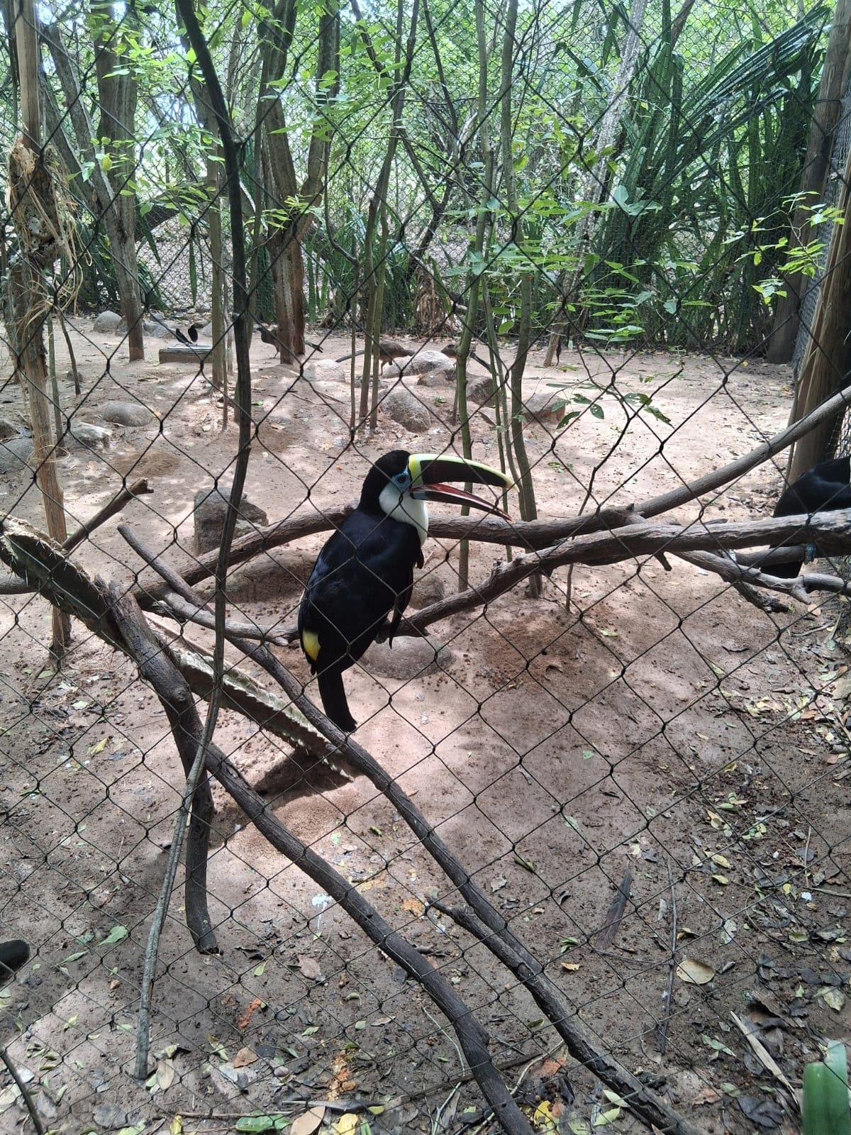 El aviario reúne más de 2.000 ejemplares de alrededor de 200 especies. // Foto: El Universal