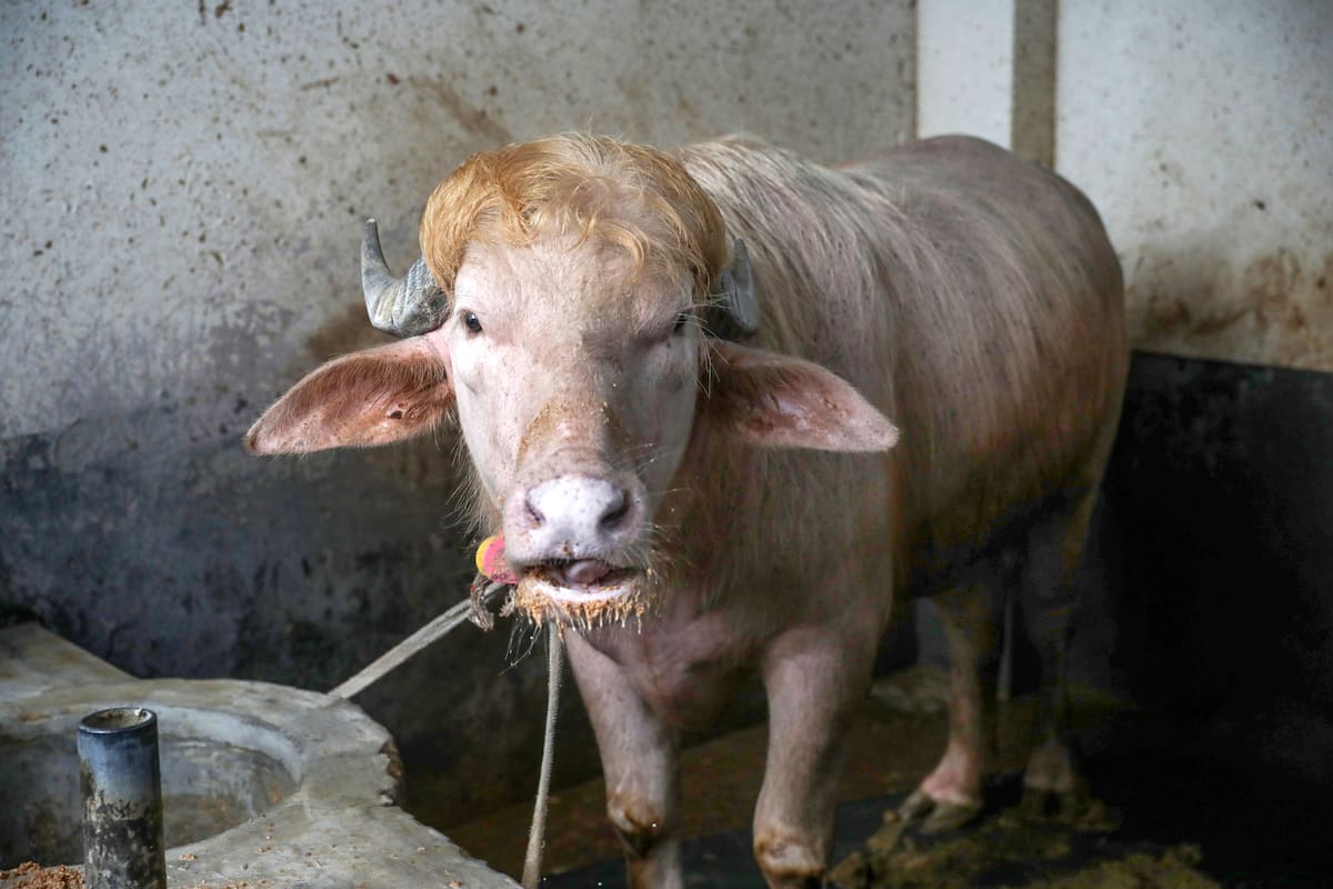 Imagen de archivo de wl búfalo albino de 700 kg, llamado Donald Trump y convertido en una sensación viral, en la granja agrícola Rabeya Agro Farm, en el distrito de Narayangonj, en las afueras de Dhaka, Bangladesh. //EFE-MONIRUL ALAM.