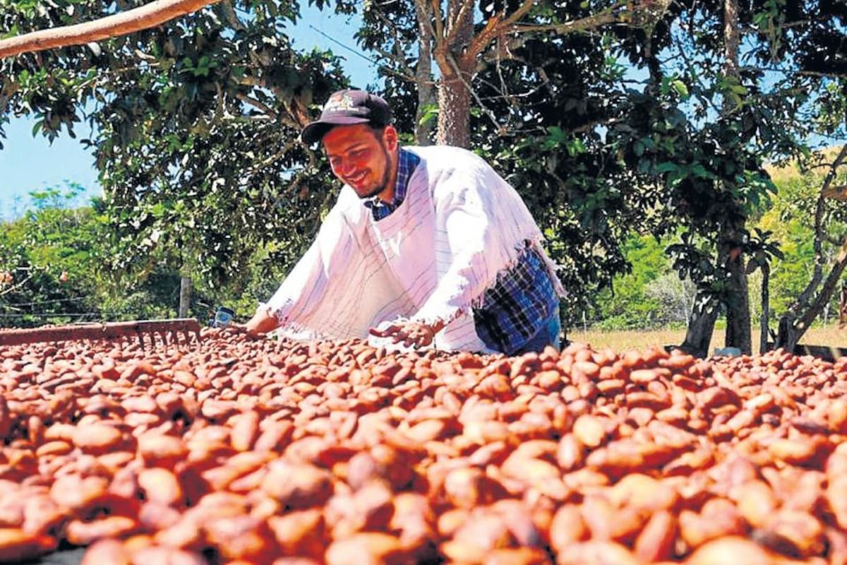El cacao les está cambiando la vida a los campesinos del sur de Bolívar
