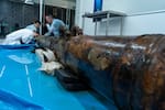 Galeón San José: así descifra la ciencia los secretos de sus piezas rescatadas