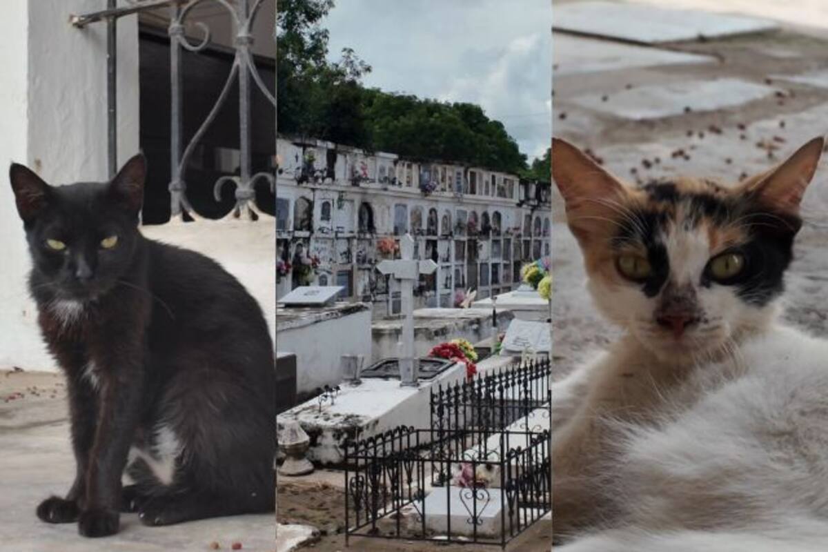 Esta es la historia detrás del cementerio de los gatos en Mompox