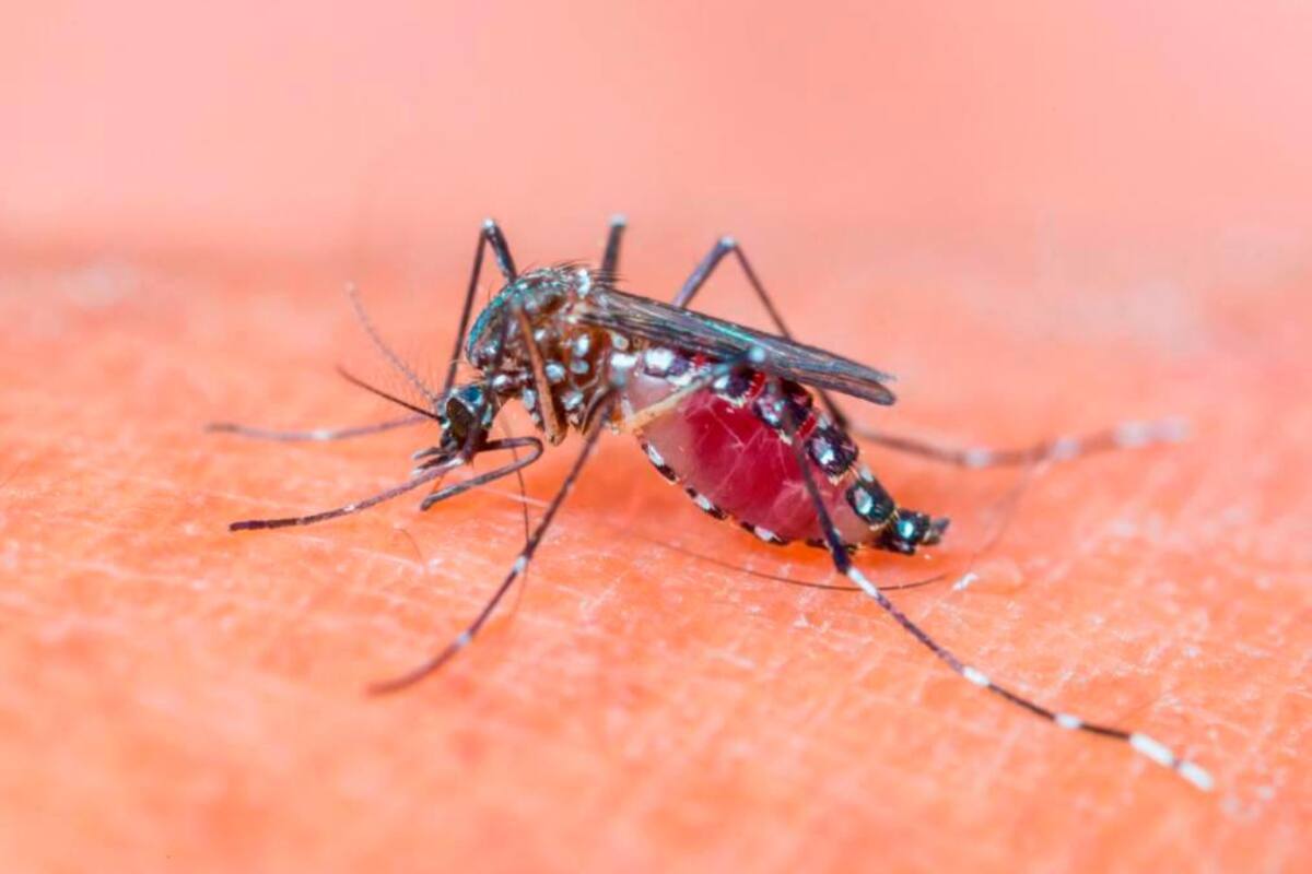 ¡Atento! En diciembre habrá un nuevo pico de dengue en Cartagena