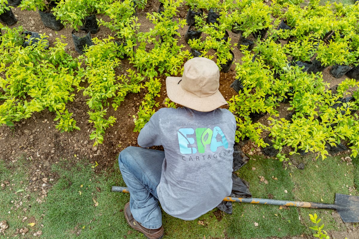El Distrito aseguró que trabaja en estrategias para aumentar la cobertura vegetal en sectores con déficit de árboles. // Foto: cortesía - EPA Cartagena