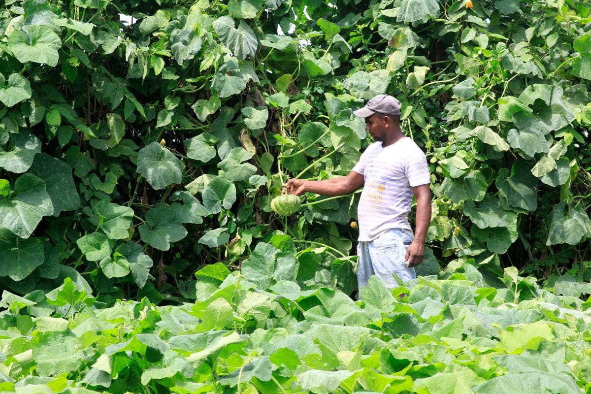 5 pilares del agro que estarán presentes en el Plan de Desarrollo