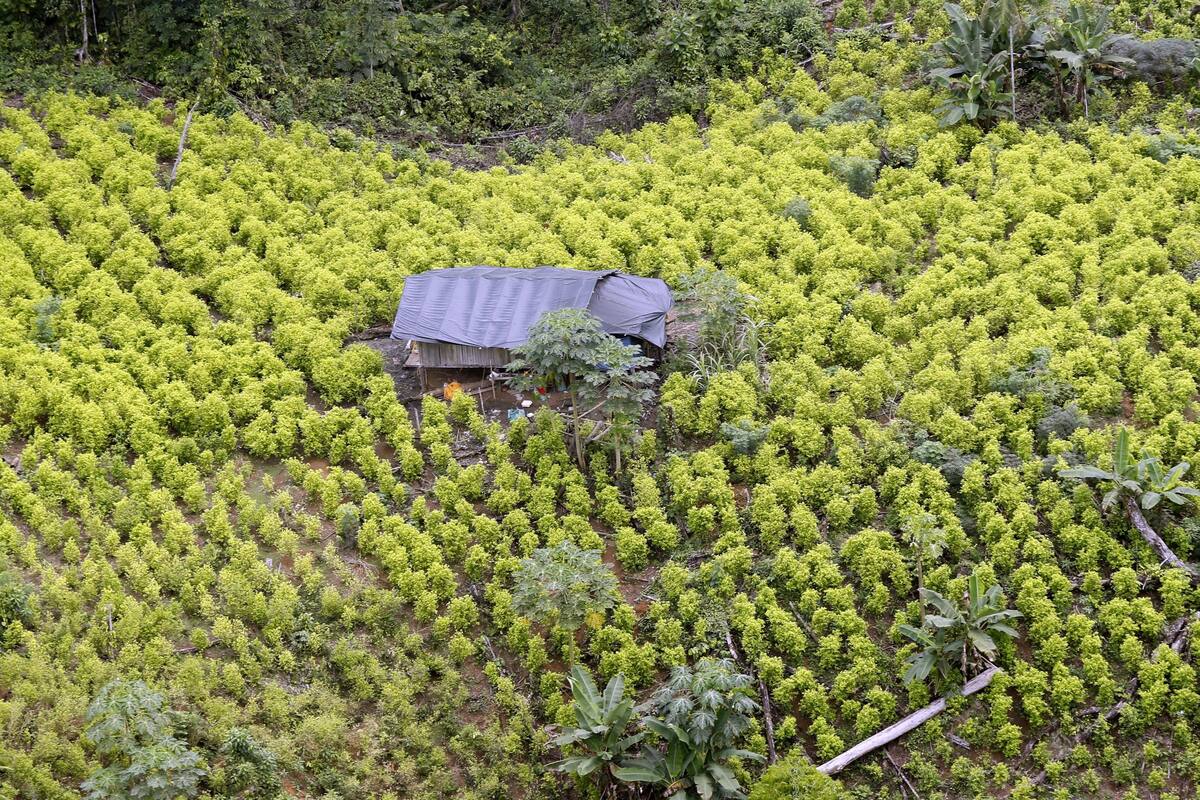 Gobierno colombiano cambiará su política de sustitución de cultivos ilícitos