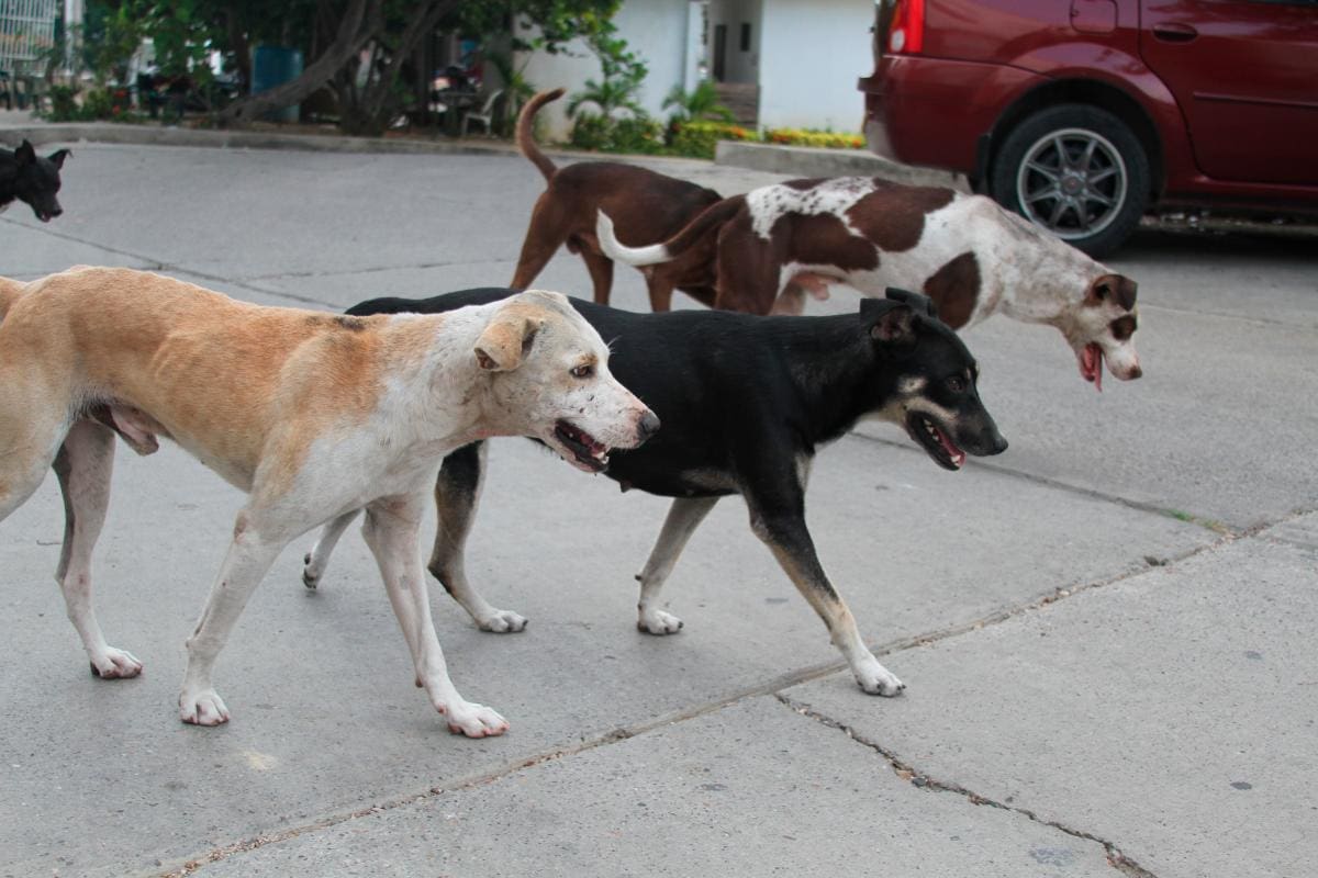 Maltrato animal: aún hay mucho que hacer en Cartagena